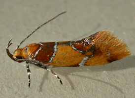 Orange-headed Epicallima